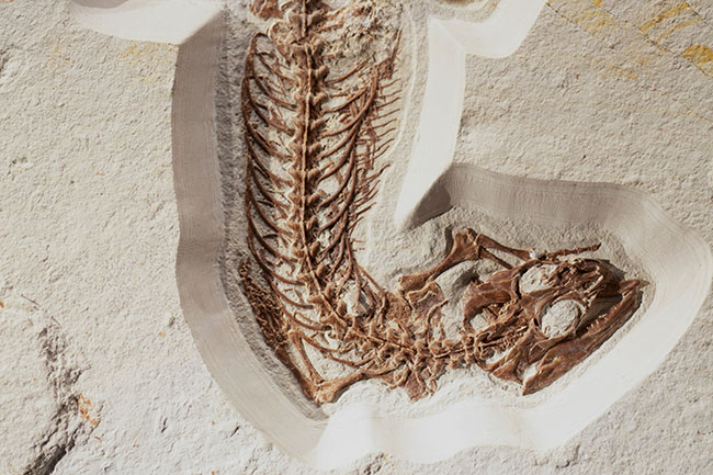 Dinosaur bones trapped in sand or stone