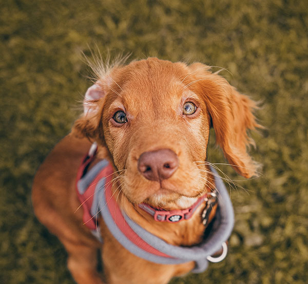 Small dog sitting in grass