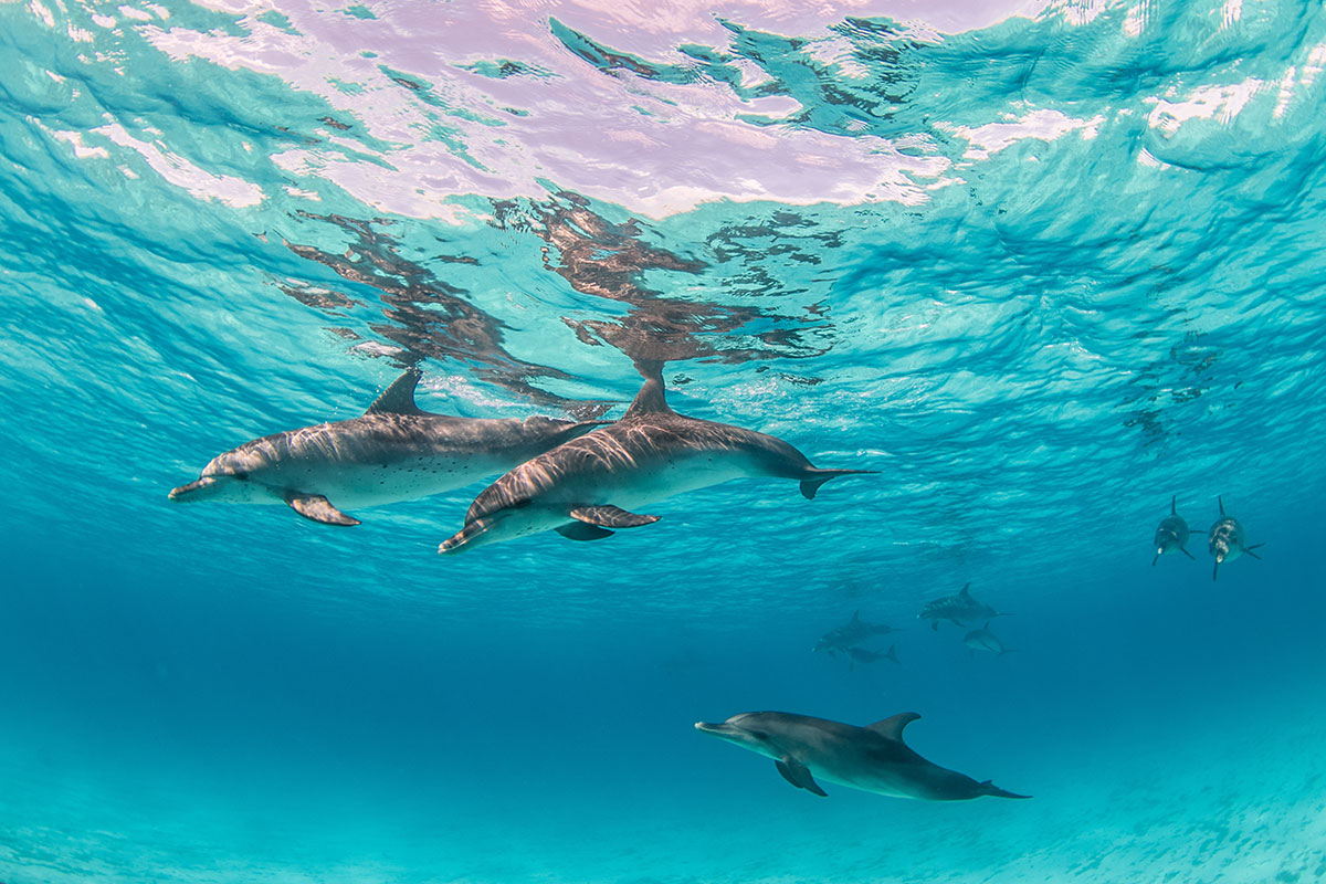 Several Dolphins swimming underwater