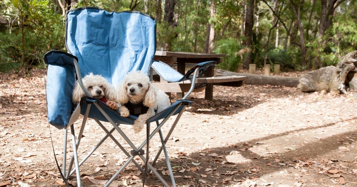 Tips & Tricks For Camping With Dogs at Jellystone Park™