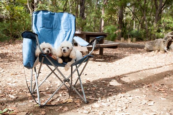 Camping with Dogs